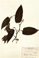 火炭母草藏品圖，第1張